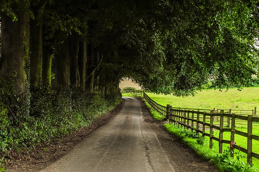 A beautiful alley with green trees in our forrest